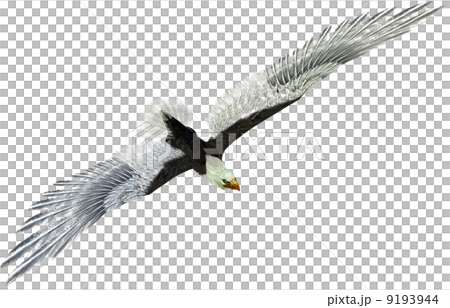 ハクトウワシ 白頭鷲のイラスト素材