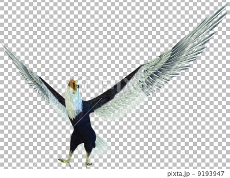 Hakutowashi☆Baekdu Eagle Hakutowashi☆Baekdu Eagle 9193947