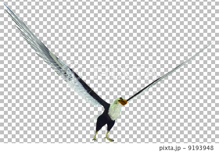Hakutowashi☆Baekdu Eagle Hakutowashi☆Baekdu Eagle 9193948