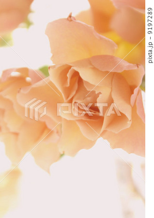 ジュリア ジュリア 9197289