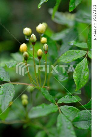 モッコウバラ 9197351