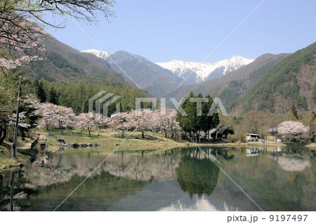 高原のさくら 高原のさくら 9197497