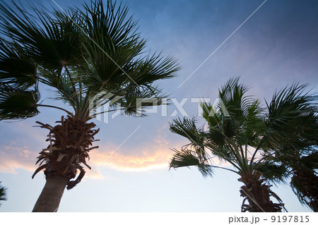 palm trees in sunset sky 9197815