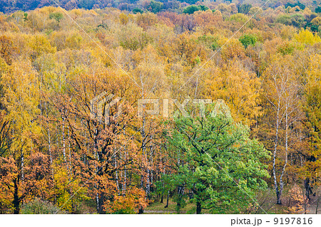 colorful autumn forest 9197816