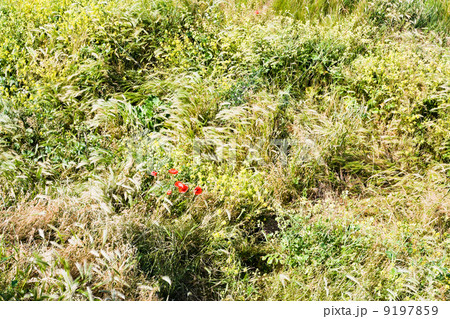 red poppies in summer meadow 9197859
