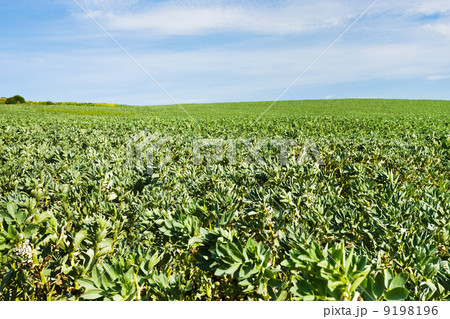 green agricultural field 9198196
