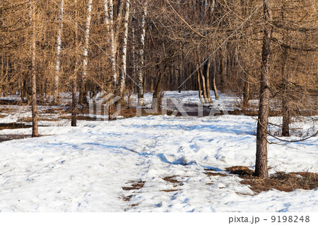 morning scenic in spring forest 9198248