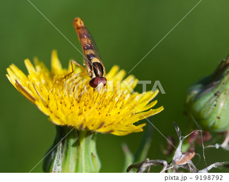 hoverfly on yellow flower close up hoverfly on yellow flower close up 9198792