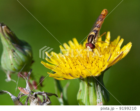hoverfly on yellow flower close up 9199210