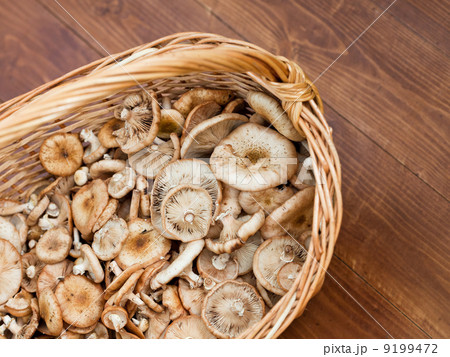 basket with mushrooms 9199472