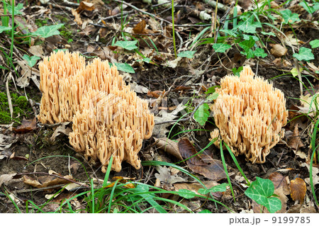 ramaria stricta mushrooms in autumn litter 9199785