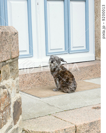dog waits near closed door 9200013