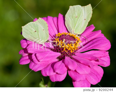 butterflies on pink flower close up butterflies on pink flower close up 9200244