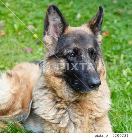 Long-haired German shepherd Long-haired German shepherd 9200281