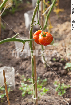 greenhouse with tomatoes 9200284
