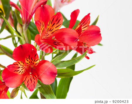 bouquet from red alstroemeria flowers 9200423