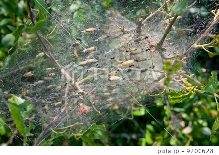 pupas in webs 9200628