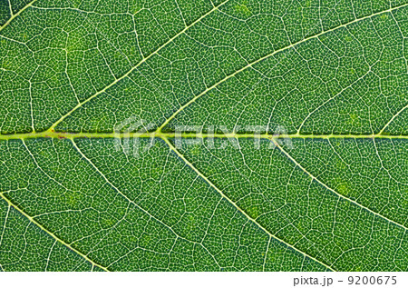 oak green leaf close up 9200675
