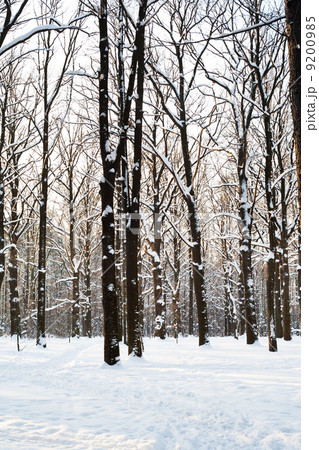 winter park in twilight 9200985