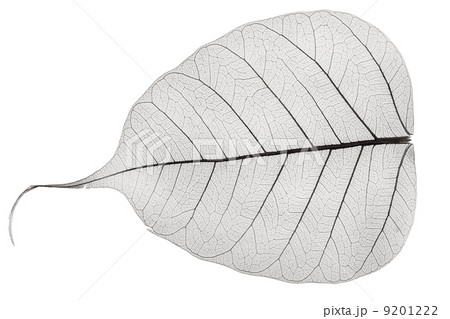 one grey transparent dried fallen leaf 9201222