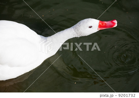 coscoroba swan coscoroba swan 9201732