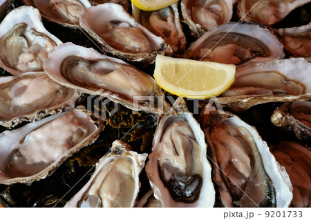 oyster on plate 9201733