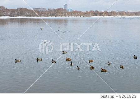 ducks in river in urban park ducks in river in urban park 9201925