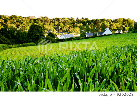 small country green corn field small country green corn field 9202028