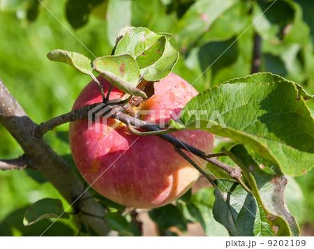 ripe pink apple 9202109