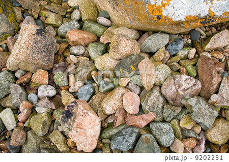 granite pebble on Pink Granite Coast in Brittany 9202231