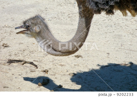 ostrich 9202233