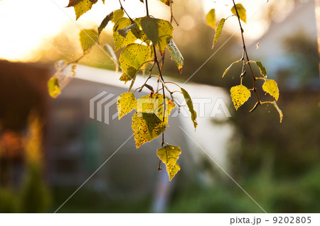autumn morning sun lights yellow leaves autumn morning sun lights yellow leaves 9202805