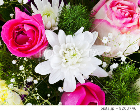 white chrysanth and pink roses 9203746