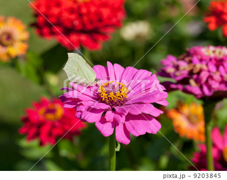 butterfly on pink flower close up butterfly on pink flower close up 9203845