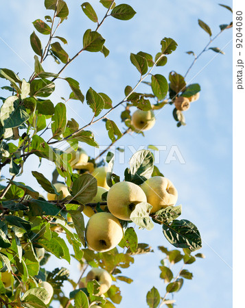 ripe fruits of apple quince on tree ripe fruits of apple quince on tree 9204080