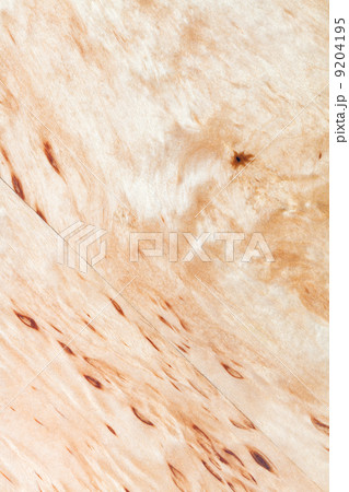 texture of silver birch wood 9204195