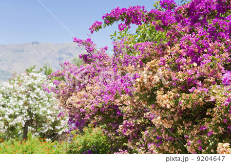 flowers of oleander in summer day 9204647