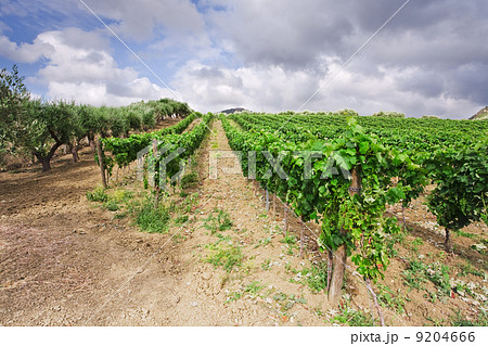 vineyard and olive trees on gentle slope in Etna region, Sicily 9204666