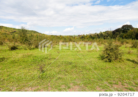 green clearing at foot of caucasian mountains 9204717