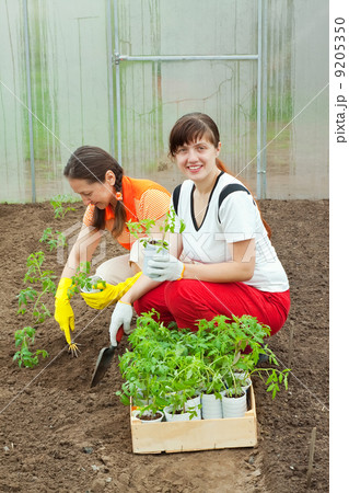 women planting tomato seedlings 9205350