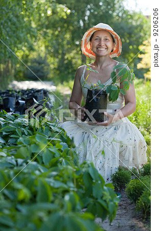 gardener with Parthenocissus tricuspidata sprouts gardener with Parthenocissus tricuspidata sprouts 9206206