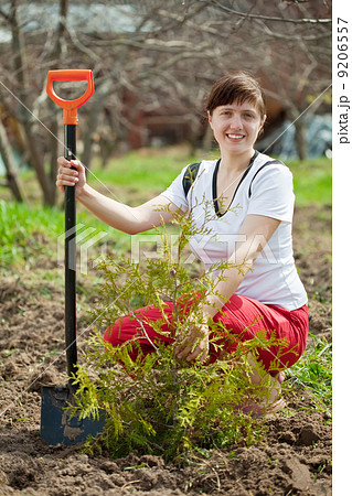 Happy woman planting cedar Happy woman planting cedar 9206557