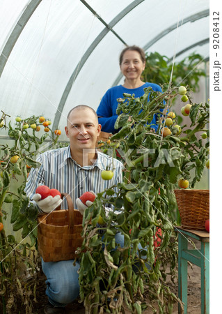 Man and woman picking tomato 9208412