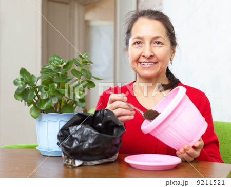 woman transplants Kalanchoe flower 9211521