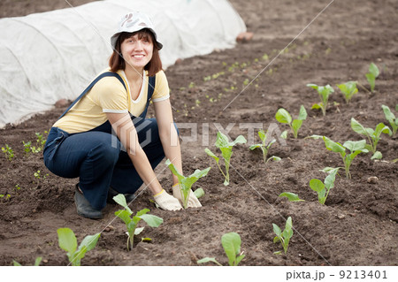 woman planting cabbage seedling 9213401