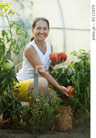 Mature woman picking tomatoes Mature woman picking tomatoes 9213970
