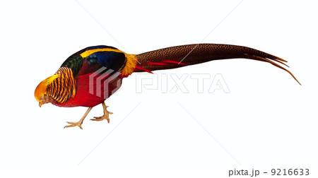 pheasant. Isolated over white 9216633
