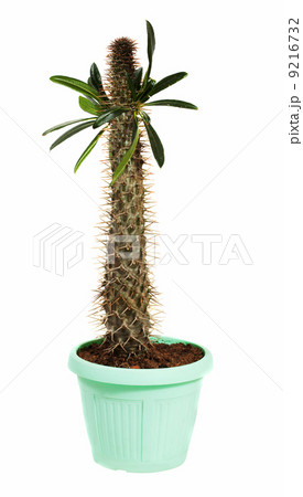 Pachypodium cactus in pot. Isolated on white Pachypodium cactus in pot. Isolated on white 9216732