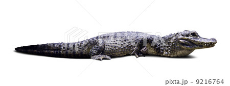Chinese alligator. Isolated over white 9216764