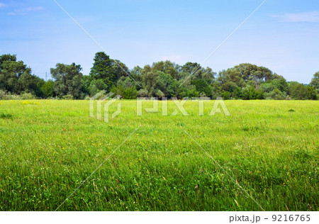 Summer landscape with green meadow 9216765